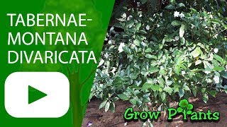 Tabernaemontana divaricata  grow amp care Crape jasmine [upl. by Aisenat]