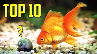 Top 10 Goldfish Tank Mates You Should Try [upl. by Lutim]