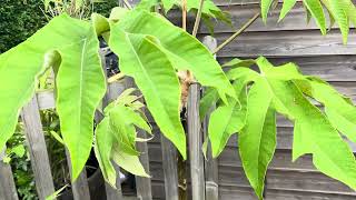 Tetrapanax Papyrifera Varieties Architectural Leaves  Tropical Garden UK [upl. by Arutak]