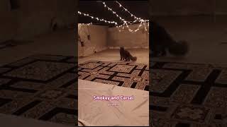 Cold night chilling with cats cuteanimal ytshortsvideo trendingvideo catlover [upl. by Mick]