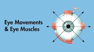 Cardinal Positions of Gaze  Eye Movements and Eye Muscles  Cranial Nerves  MEDZCOOL [upl. by Pillyhp]