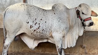 Shahroz Bhai Ka Behns Colony Myn Behtreen Shoq 🔥  Qureshi Cattle Farm  AR Maani [upl. by Ilam517]