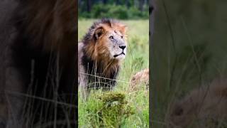 Bila Shaka lions lion shorts animals massaimara beautiful viral [upl. by Nesilla]