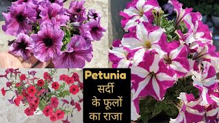 ये Petunia अगले 56 फूलों से भरा रखेगा आपका Garden  Petunia Flower Plants Care WinterFlowers [upl. by Botsford]