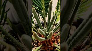 Japanischer Sagopalmfarn Sago Palm Farn Cycas revoluta neu Austrieb [upl. by Halette]