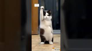 Funny animals video 🤣😂 CUTE animals dance video 😍 The Dramatic cats dogs dance 😂🤣😻🐶shortsfeed [upl. by Tamiko51]