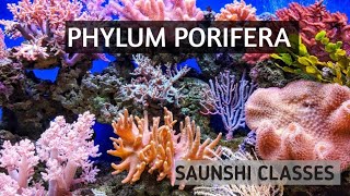 PHYLUM PORIFERA🙂🙂 [upl. by Hannahsohs425]