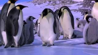 Most Funniest amp Hilarious Penguin Fails [upl. by Llezniuq712]