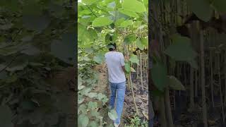 Nursery visit timber plant full height plant nursery price wholesale 😱gajraulanursery timber 🌍 [upl. by Eckhardt]