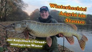 Winterhechte Angeln am Stausee auf Hecht im Winter mit Köderfisch amp Grundmontagen [upl. by Rowan613]