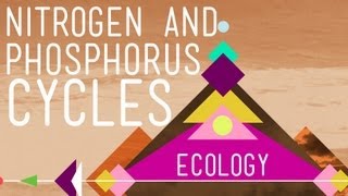 Nitrogen amp Phosphorus Cycles Always Recycle Part 2  Crash Course Ecology 9 [upl. by Atnoled938]