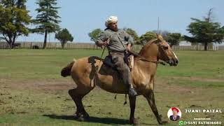 Yegua gateada muy mansa y funcional  2500000  LOSEQUINOSCOM [upl. by Bayly]