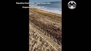 2023 Sargassum  Dominican Republic  Jewel Punta Cana [upl. by Leon]