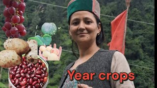 harvesting ke liye teyar sal ka fasal Year Crops I Love Kinnour Hp [upl. by Yeruoc710]