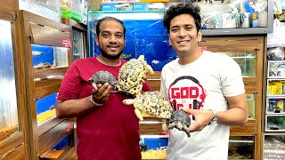 Aldabra Tortoise  High White Leopard Tortoise  Tortoises In India  Karnataka Aquarium  Pet Shop [upl. by Coretta760]