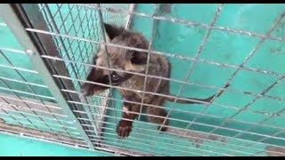 Kopi Luwak Cruelty in Every Cup [upl. by Sharline]