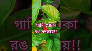 গান্ধি পোকা Gandi poka Brown marmorated stink bugInsect [upl. by Nosyt]