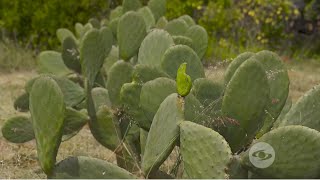 Preparación de terreno y siembra de nopal [upl. by Elaine]