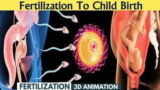 The Stages of Fetal Development How a Baby Grows from a Single Cell to a Newborn [upl. by Jaime]