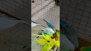 BUDGIES BABY EATING SEEDSbirdsparrotbudgiegartrendingviralshortviralvideoviralreelsytshorts [upl. by Penrod432]