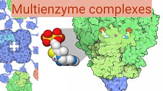 Multi enzyme complexes [upl. by Gerc829]