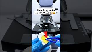 😱 Egg ని microscope లో పెట్టి చూస్తే ఎలా కనిపిస్తుంది 👀 shorts ytshorts [upl. by Tik]