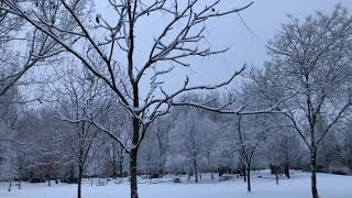 Spotting Kentucky Coffee Gymnocladus dioicus Trees in Winter [upl. by Jahdai286]