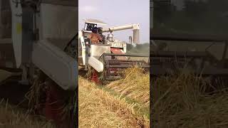 Yanmar YH 700 Full Feed Combine Harvester combine Harvester Domo Jitboy tractor [upl. by Noach]