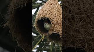 Baya WeaversAbandoning their nests nature naturelovers wildlifebirdsbirdbirdsloverbirdsounds [upl. by Zubkoff192]