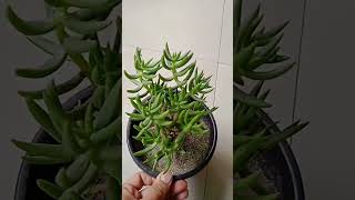 Crassula tetragona succulent plant [upl. by Juliann77]