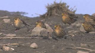 Twites  Carduelis flavirostris [upl. by Lauro]