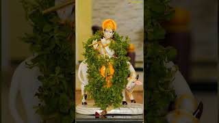 Mere Tulsi ke gamle Mai Om tulsipuja  Tulsimaharani viralvideo [upl. by Attennaj321]