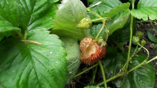 culture fraisiers en pot en poubelle manger des fraises sans pesticides culture fraise [upl. by Fried995]