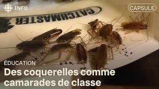 Des coquerelles comme camarades de classe [upl. by Ardnasella]