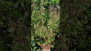 Thulasi chettu Luckyrudhran tulasi green vanam ytshortsdailyshorts ytviral lnaturelovers [upl. by Derry317]