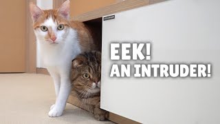 How Will My Cats React to an Intruder in the House  Kittisaurus Villains [upl. by Rubliw]