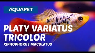 PLATY VARIATUS TRICOLOR XIPHOPHORUS MACULATUS [upl. by Lyred623]