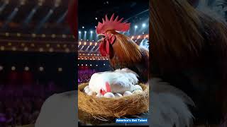 Giant chickens lay eggs on AGT stage talent funny [upl. by Pamella897]