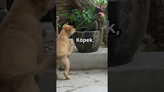 Kendi Gölgesinden Korkan Sevimli Köpeğin Komik Tepkisishorts [upl. by Eylrahc862]