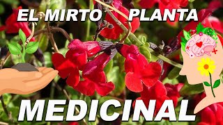 El Mirto planta medicinal cuidados y para que sirve [upl. by Salguod]