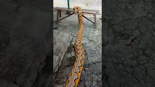 World lengthiest pythonindonesia reticulatedpython pythonsnake snake [upl. by Burk]