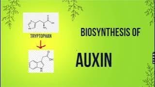 Biosynthesis of Auxin in Plants [upl. by Yreffoeg]