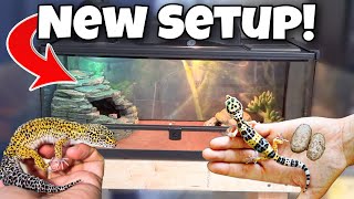 My Leopard Geckos NEW Cage Setup [upl. by Marlin]