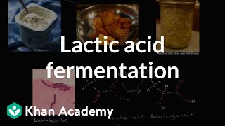 Lactic acid fermentation  Cellular respiration  Biology  Khan Academy [upl. by Epolulot]