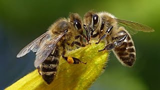 Beautiful Bees 🐝🌹🐝🌿🐝 [upl. by Aneri292]