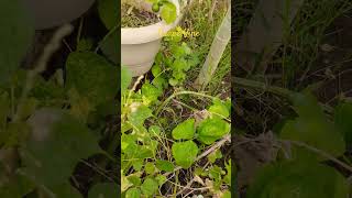 Grafted Angoor Wine Care Tips terracegardening786 gardening grape [upl. by Aldric]