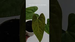 FS x Luxurians plants anthuriumplant plantlover anthurium tanamanhias anthuriumindonesia [upl. by Danielle]