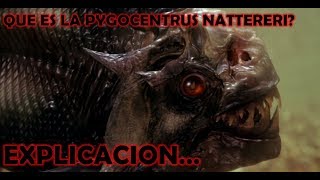 ¿Que es la Pygocentrus Nattereri EXPLICACIÓN COMPLETA [upl. by Ursas758]