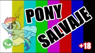 Pony salvaje video 1 [upl. by Ahab]