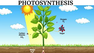 Photosynthesis Explained for Kids  How Plants Make Food in a Simple Way [upl. by Newsom]